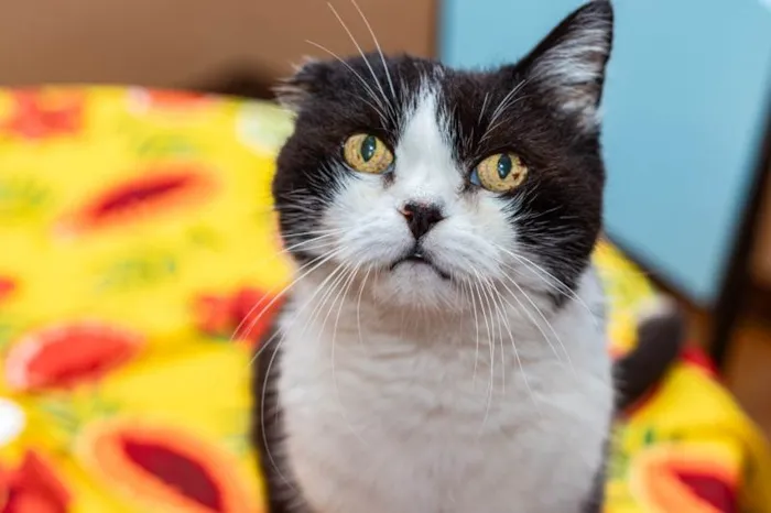 Gato ra a SRD-ViraLata idade 6 ou mais anos nome Georgina
