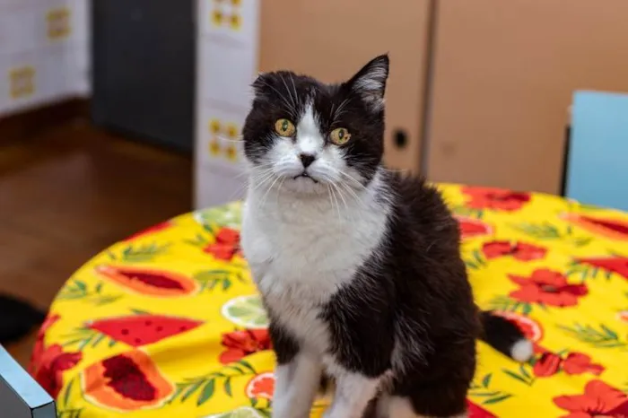 Gato ra a SRD-ViraLata idade 6 ou mais anos nome Georgina
