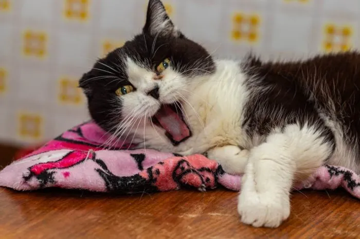Gato ra a SRD-ViraLata idade 6 ou mais anos nome Georgina