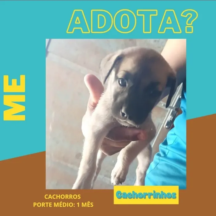 Cachorro ra a SRD-ViraLata idade Abaixo de 2 meses nome Caramelos