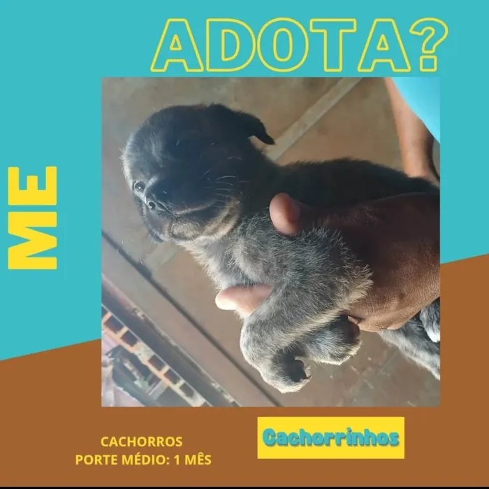 Cachorro ra a SRD-ViraLata idade Abaixo de 2 meses nome Caramelos