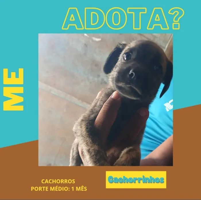 Cachorro ra a SRD-ViraLata idade Abaixo de 2 meses nome Caramelos