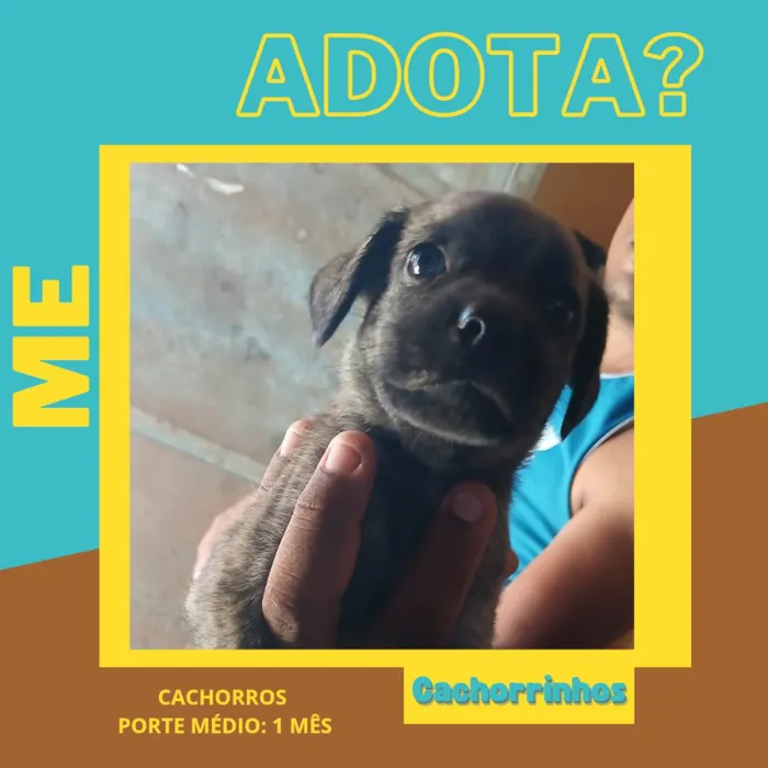 Cachorro ra a SRD-ViraLata idade Abaixo de 2 meses nome Caramelos