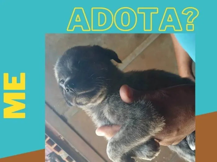 Cachorro ra a SRD-ViraLata idade Abaixo de 2 meses nome Caramelos