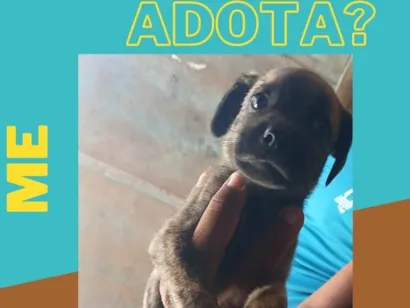 Cachorro raça SRD-ViraLata idade Abaixo de 2 meses nome Caramelos
