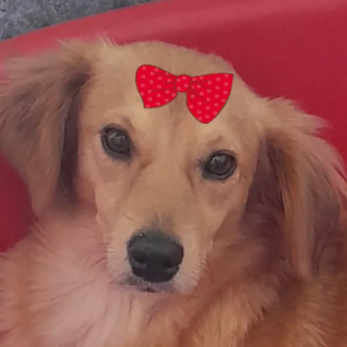 Cachorro ra a SRD-ViraLata idade 2 a 6 meses nome Mel 