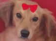 Mel 