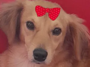 Cachorro raça SRD-ViraLata idade 2 a 6 meses nome Mel 