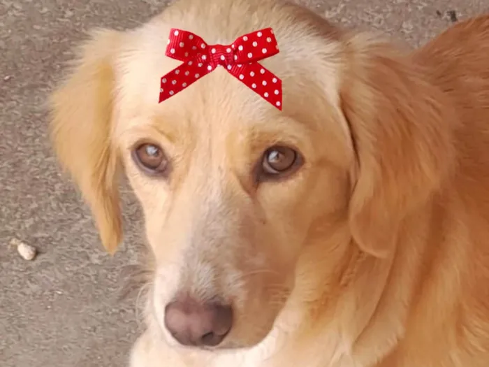 Cachorro ra a SRD-ViraLata idade 2 a 6 meses nome Clara 