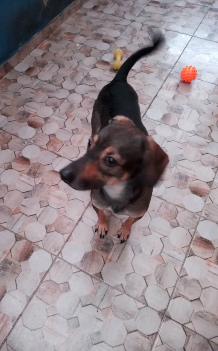 Cachorro ra a SRD-ViraLata idade 2 anos nome Snow