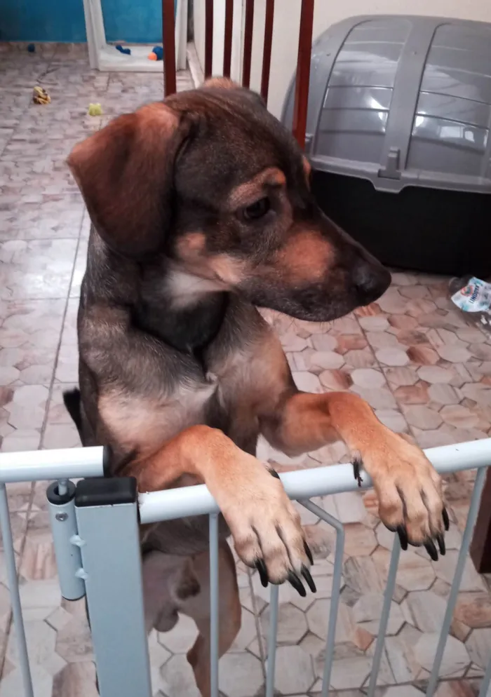 Cachorro ra a SRD-ViraLata idade 2 anos nome Snow