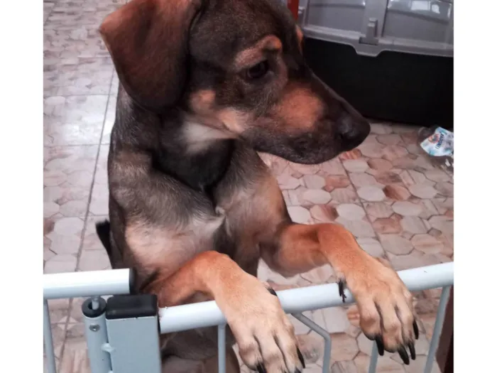 Cachorro ra a SRD-ViraLata idade 2 anos nome Snow