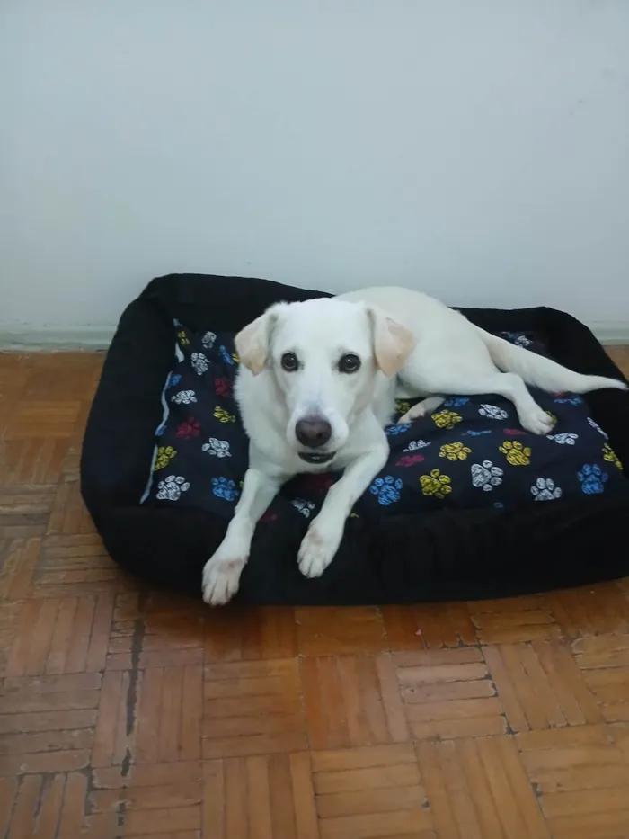 Cachorro ra a SRD-ViraLata idade 5 anos nome Shelby 