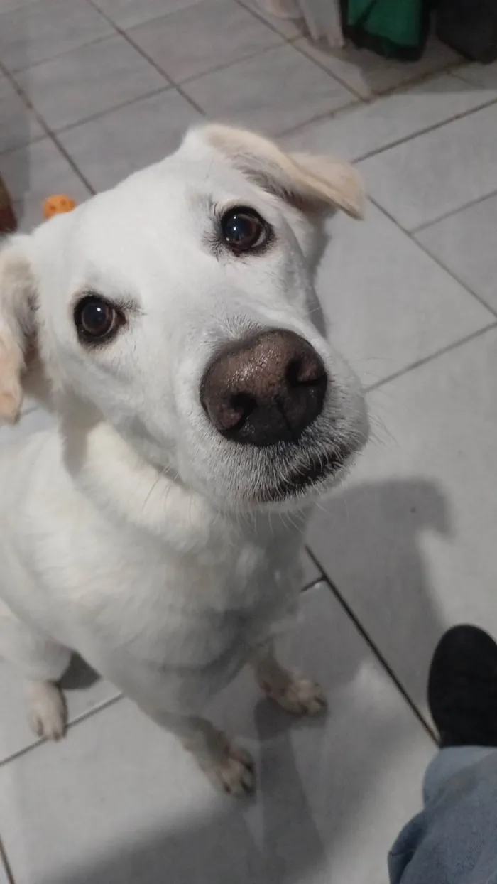 Cachorro ra a SRD-ViraLata idade 5 anos nome Shelby 
