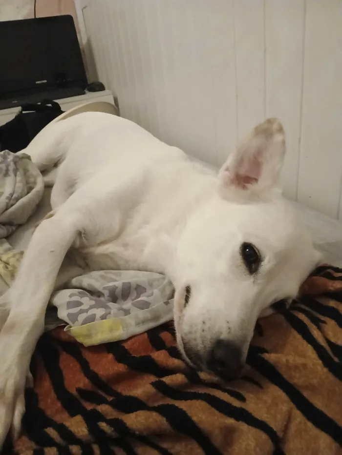 Cachorro ra a SRD-ViraLata idade 5 anos nome Shelby 