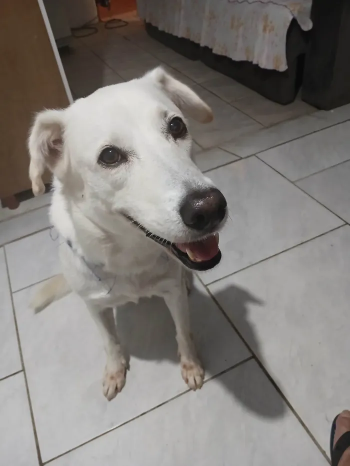 Cachorro ra a SRD-ViraLata idade 5 anos nome Shelby 