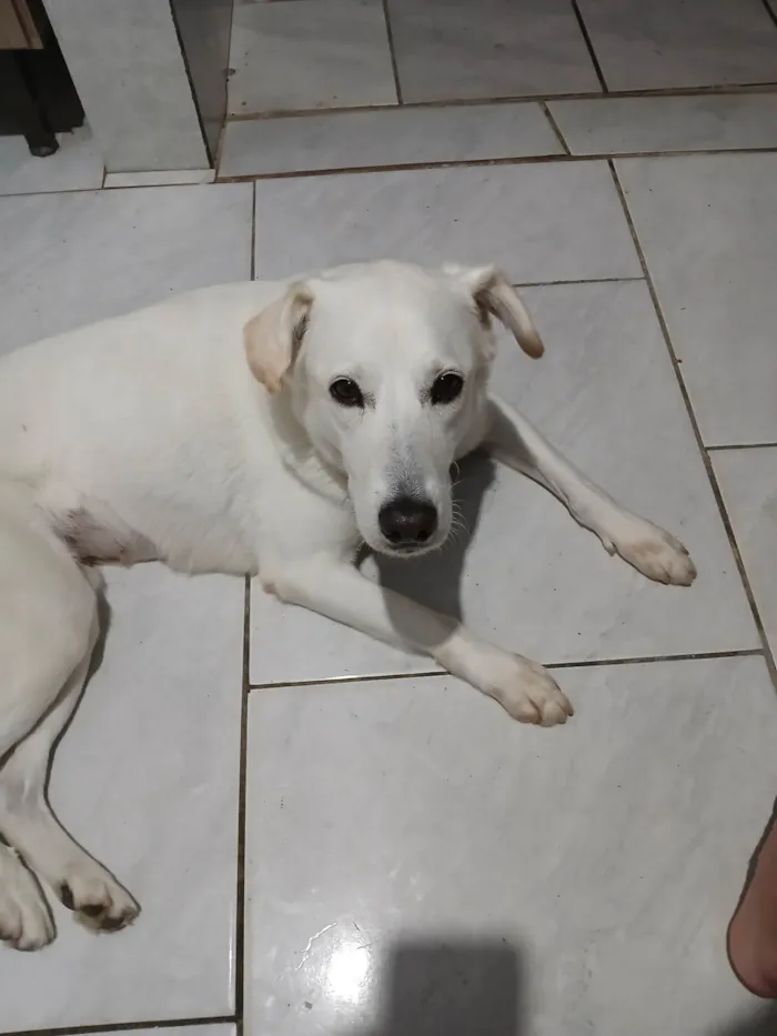 Cachorro ra a SRD-ViraLata idade 5 anos nome Shelby 