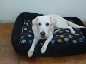 Cachorro raça SRD-ViraLata idade 5 anos nome Shelby 