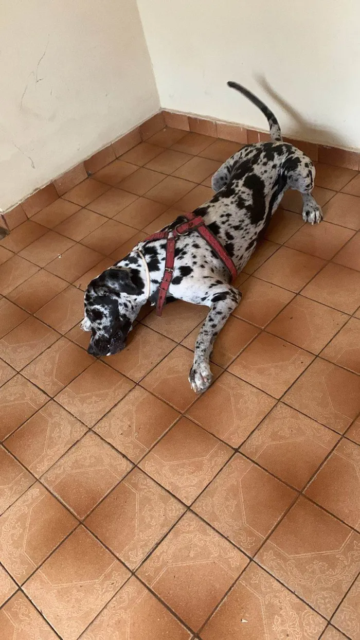 Cachorro ra a Dogue Alemão idade 2 anos nome Flocos