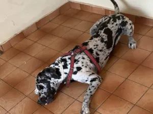 Cachorro raça Dogue Alemão idade 2 anos nome Flocos
