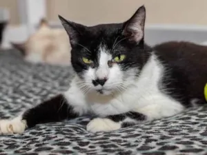 Gato raça SRD-ViraLata idade 3 anos nome Drika
