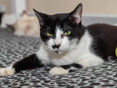 Gato raça SRD-ViraLata idade 3 anos nome Drika