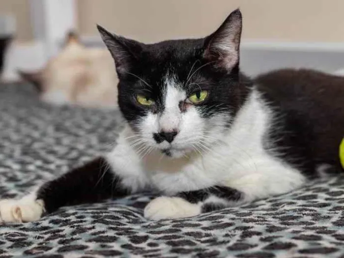 Gato ra a SRD-ViraLata idade 3 anos nome Drika