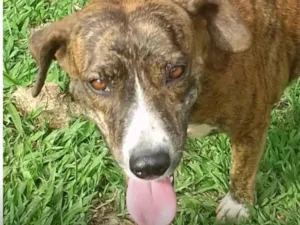 Cachorro raça SRD-ViraLata idade 1 ano nome Tigresa 