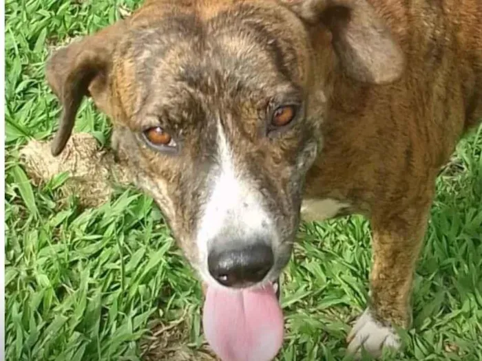 Cachorro ra a SRD-ViraLata idade 1 ano nome Tigresa 