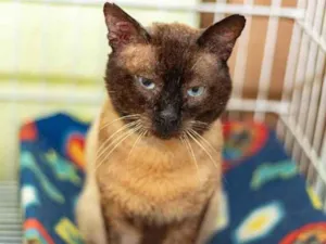 Gato raça SRD-ViraLata idade 5 anos nome Finley