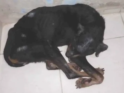 Cachorro raça Rottweiler idade 2 a 6 meses nome Marley 
