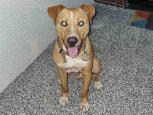 Cachorro raça SRD-ViraLata idade 2 anos nome Zé 