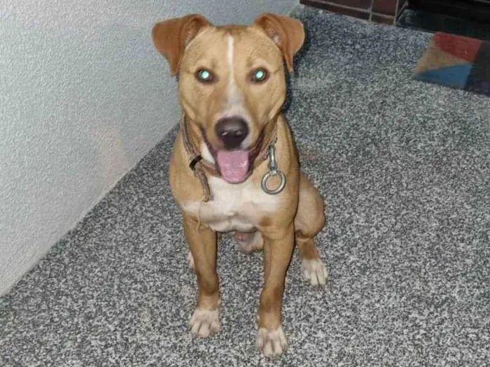 Cachorro ra a SRD-ViraLata idade 2 anos nome Zé 