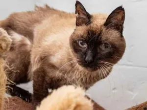 Gato raça SRD-ViraLata idade 6 ou mais anos nome Garro