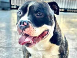 Cachorro raça Bulldog idade 1 ano nome Athos 