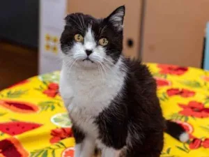 Gato raça SRD-ViraLata idade 6 ou mais anos nome Georgina