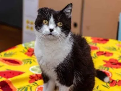 Gato raça SRD-ViraLata idade 6 ou mais anos nome Georgina