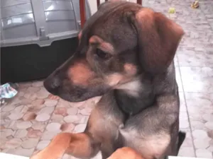 Cachorro raça SRD-ViraLata idade 2 anos nome Snow