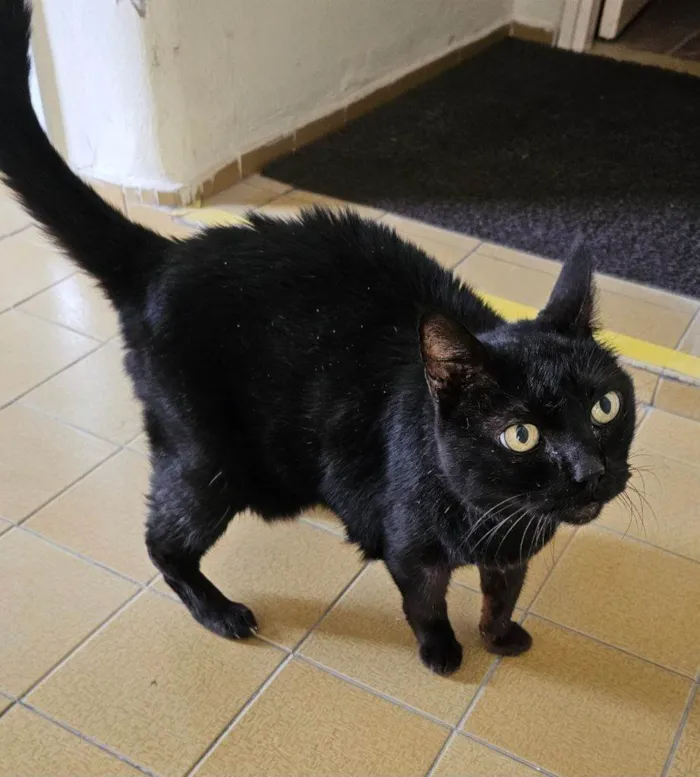 Gato ra a SRD-ViraLata idade 2 a 6 meses nome Falar com Estefânia - Whats 11 99158-8885