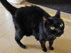 Gato raça SRD-ViraLata idade 2 a 6 meses nome Falar com Estefânia - Whats 11 99158-8885