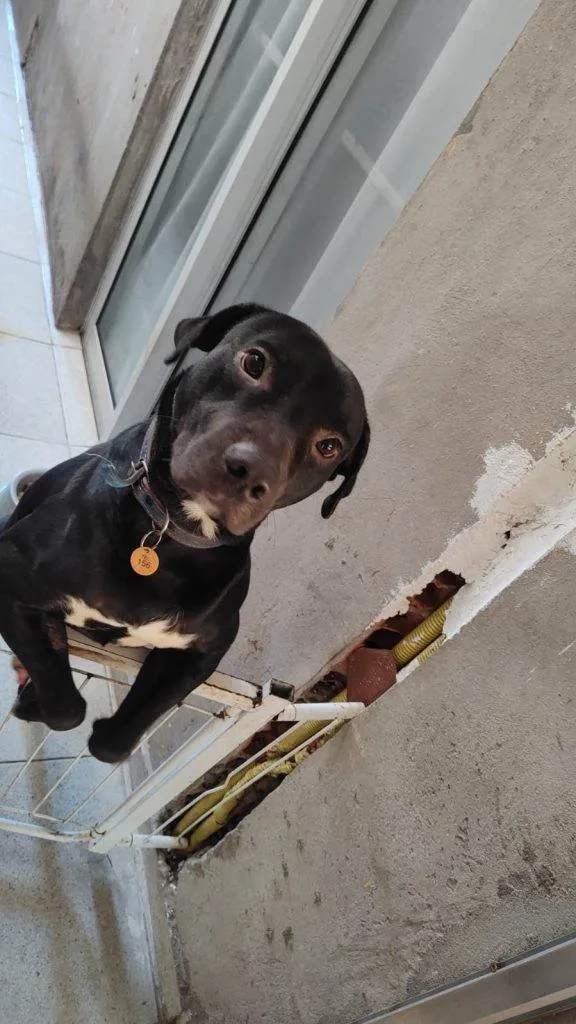 Cachorro ra a SRD-ViraLata idade 2 a 6 meses nome Falar com Carlos - Whats 1 99398-2505