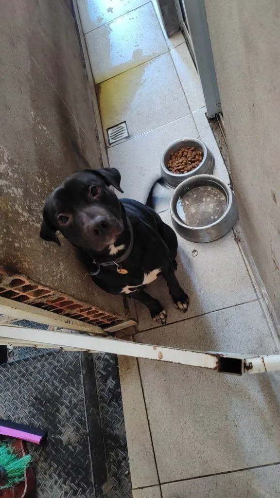 Cachorro ra a SRD-ViraLata idade 2 a 6 meses nome Falar com Carlos - Whats 1 99398-2505