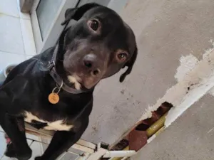 Cachorro raça SRD-ViraLata idade 2 a 6 meses nome Falar com Carlos - Whats 1 99398-2505