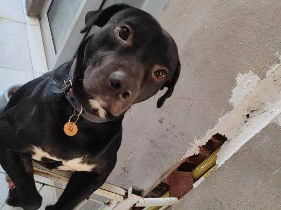 Cachorro ra a SRD-ViraLata idade 2 a 6 meses nome Falar com Carlos - Whats 1 99398-2505