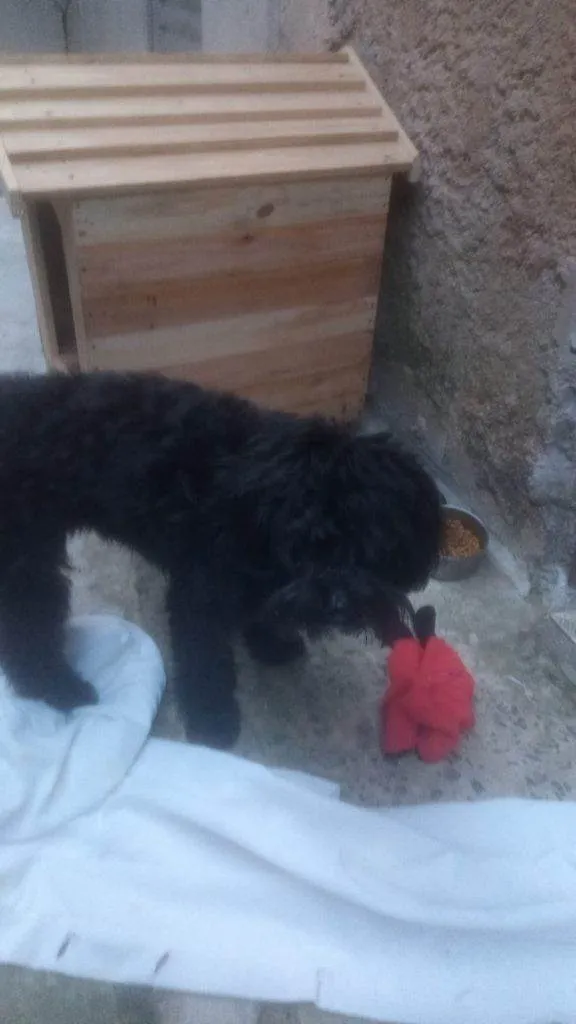 Cachorro ra a SRD-ViraLata idade 2 a 6 meses nome Falar com Roseli - Whats 11 96356-7491