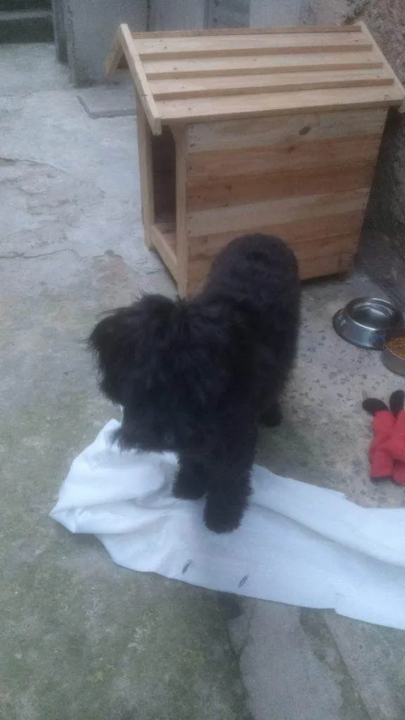 Cachorro ra a SRD-ViraLata idade 2 a 6 meses nome Falar com Roseli - Whats 11 96356-7491