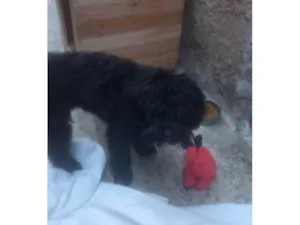 Cachorro raça SRD-ViraLata idade 2 a 6 meses nome Falar com Roseli - Whats 11 96356-7491