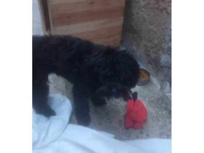 Cachorro ra a SRD-ViraLata idade 2 a 6 meses nome Falar com Roseli - Whats 11 96356-7491