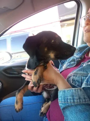 Cachorro raça SRD-ViraLata idade Abaixo de 2 meses nome Falar com Karen - Whats 11 99845-0206