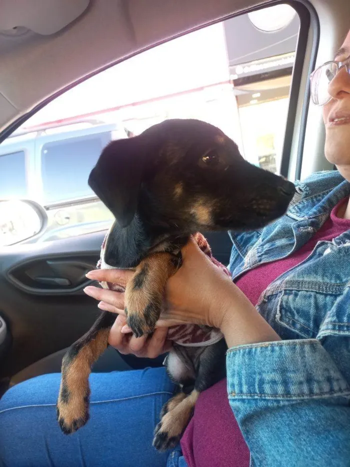 Cachorro ra a SRD-ViraLata idade Abaixo de 2 meses nome Falar com Karen - Whats 11 99845-0206